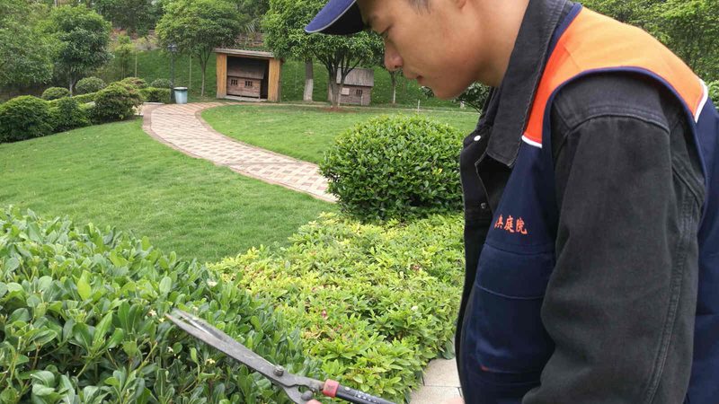 绿植租赁品牌，如何挑选心仪之选？**