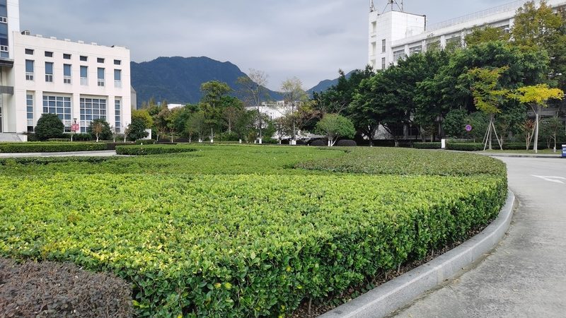 立体绿化植物病虫害防治：关键环节与预防策略**